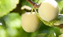 Prunus (Mirabelle) 'Aprimira'