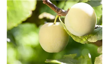 Prunus (Mirabelle) 'Aprimira'