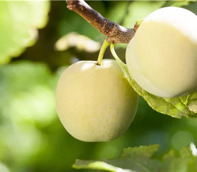 Prunus (Mirabelle) 'Aprimira'