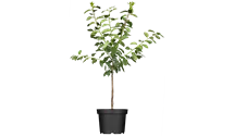 Prunus (Mirabelle) 'Aprimira'