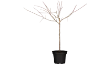 Prunus (Mirabelle) 'Aprimira'