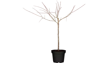 Prunus (Mirabelle) 'Aprimira'