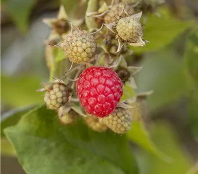 Rubus (Himbeere) 'Ruby Beauty