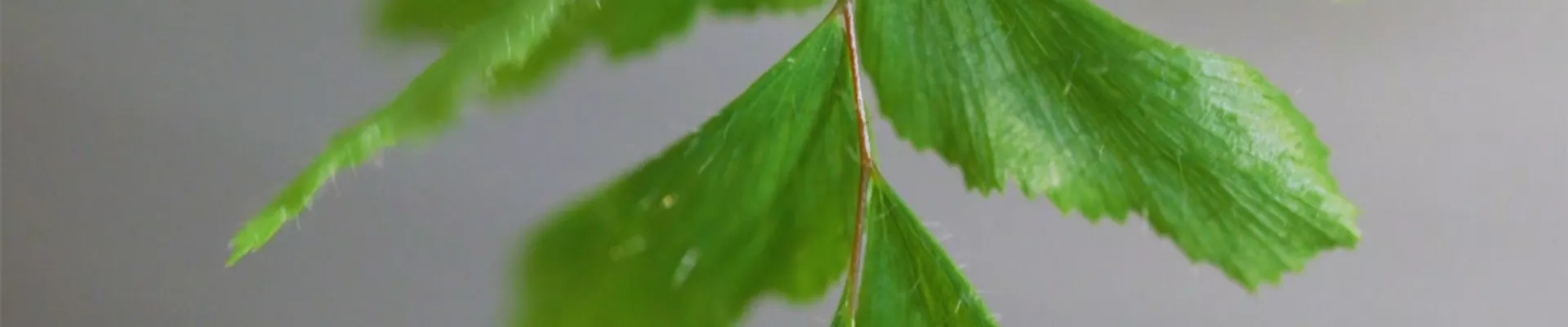 Frauenhaarfarn - Umtopfen (Thumbnail) Frauenhaarfarn - Umtopfen (Thumbnail)