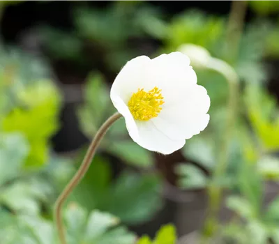 Anemone sylvestris