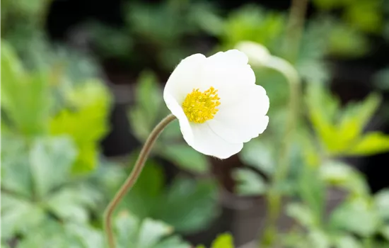 Anemone sylvestris