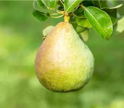 Pyrus communis (Säulenbirne) 'Decora'