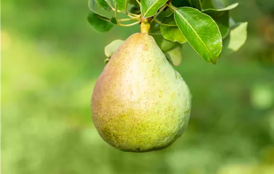 Pyrus communis (Säulenbirne) 'Decora'