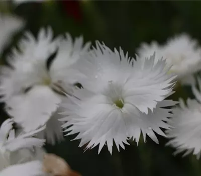 Dianthus (Plumarius-Gruppe) 'Haytor White'
