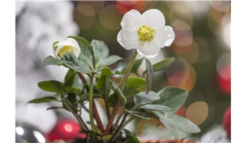 Christrose