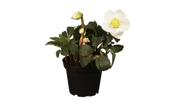 Christrose