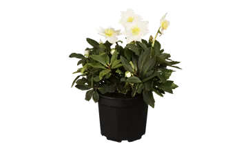 Christrose