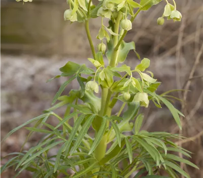 Helleborus foetidus