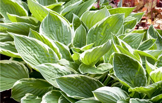 Hosta 'Patriot'