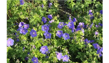 Storchschnabel