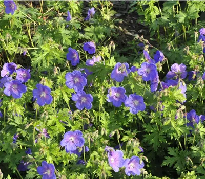 Geranium himalayense 'Gravetye' Geranium himalayense 'Gravetye'