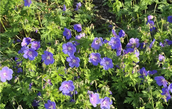 Geranium himalayense 'Gravetye'