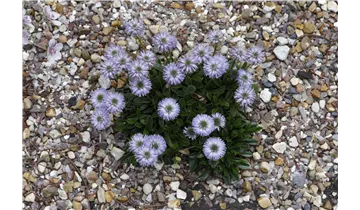 Herzblättrige Kugelblume