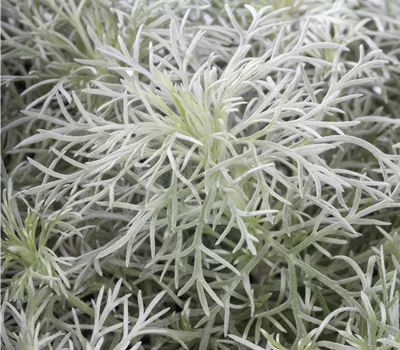 Artemisia schmidtiana 'Nana'