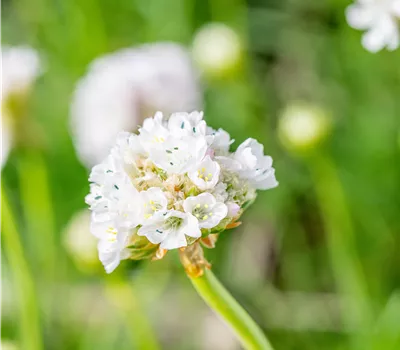 Armeria maritima 'Alba'