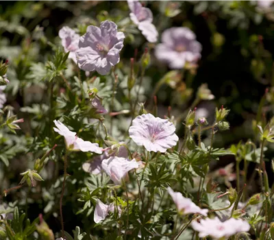 Geranium sanguineum var. striatum