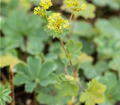 Alchemilla erythropoda