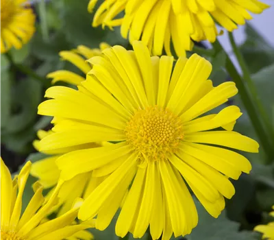 Doronicum orientale 'Magnificum'