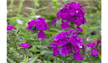 Hoher Staudenphlox