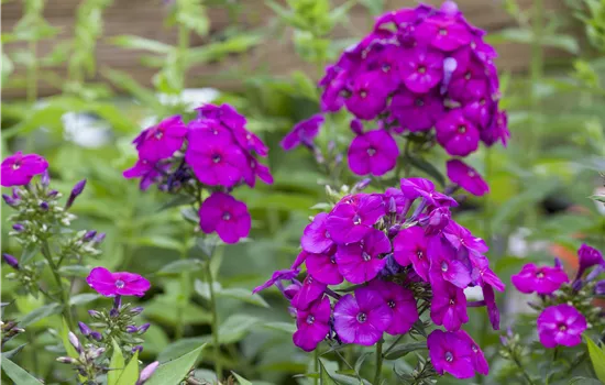 Phlox (Paniculata-Gruppe) 'Düsterlohe'