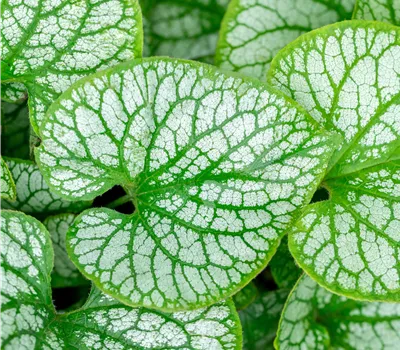 Brunnera macrophylla 'Jack Frost'