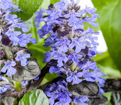 Ajuga reptans Ajuga reptans