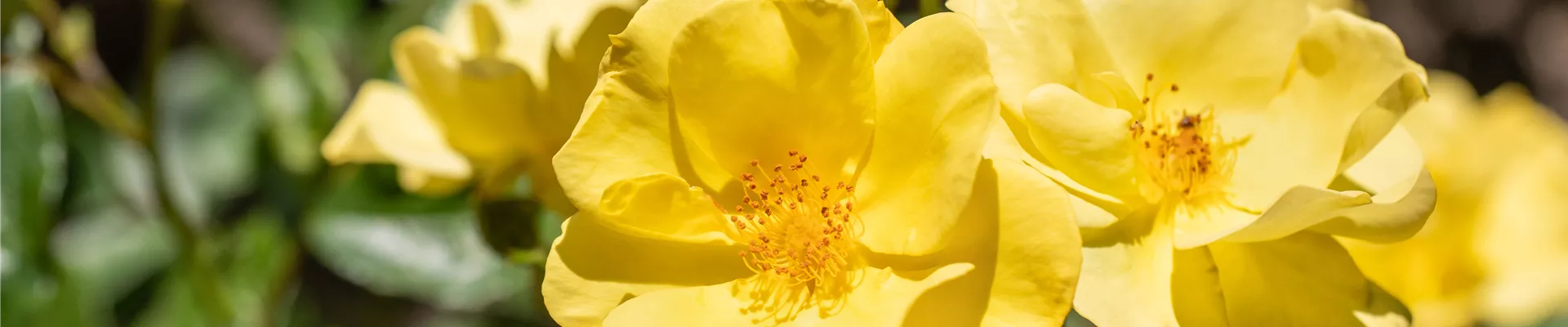 Bodendeckerrose, gelb Bodendeckerrose, gelb