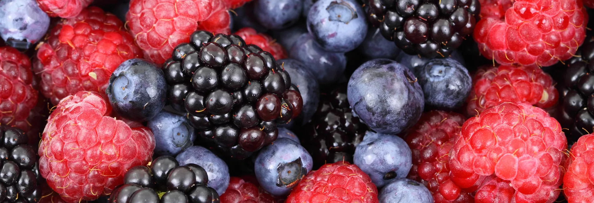 Frisches Obst für Ihren Garten