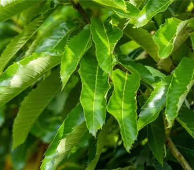 Castanea sativa 'Marigoule'