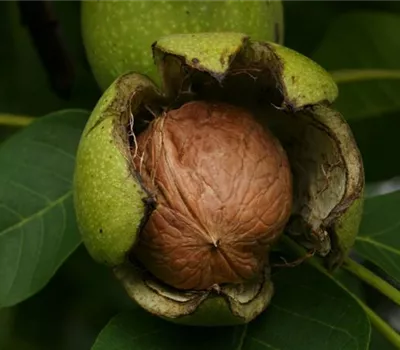 Juglans regia 'Mayette'