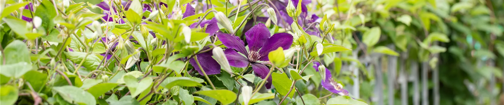 Clematis 'Jackmanii'