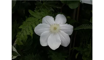 Waldrebe, Clematis
