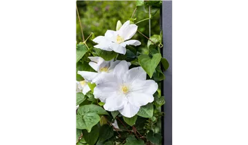Waldrebe, Clematis
