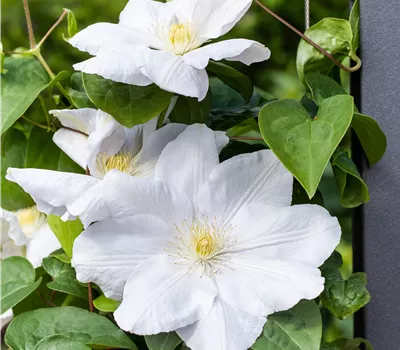 Clematis (Lanuginosa) 'Madame Le Coultre'