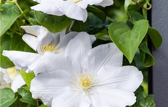 Clematis (Lanuginosa) 'Madame Le Coultre'