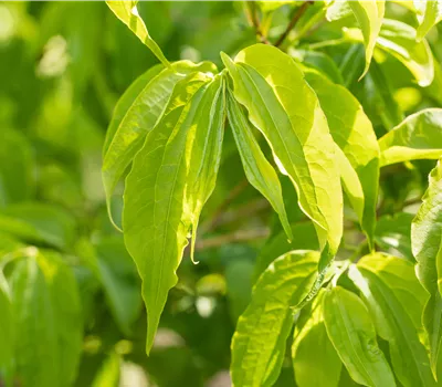 Heptacodium miconioides