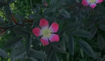 Syn. 'Rosa glauca' / 'bereifte rotblättrige Rose'