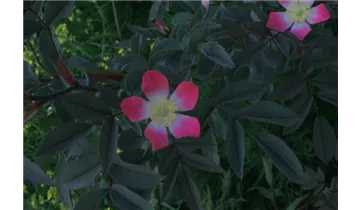 Syn. 'Rosa glauca' / 'bereifte rotblättrige Rose'
