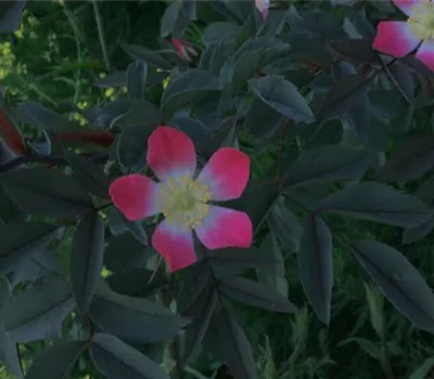 Rosa (Wildrose) 'Rubrifolia' / 'Glauca'