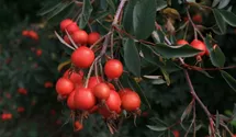Syn. 'Rosa glauca' / 'bereifte rotblättrige Rose'