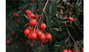 Syn. 'Rosa glauca' / 'bereifte rotblättrige Rose'