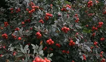 Syn. 'Rosa glauca' / 'bereifte rotblättrige Rose'