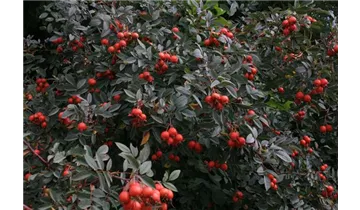 Syn. 'Rosa glauca' / 'bereifte rotblättrige Rose'