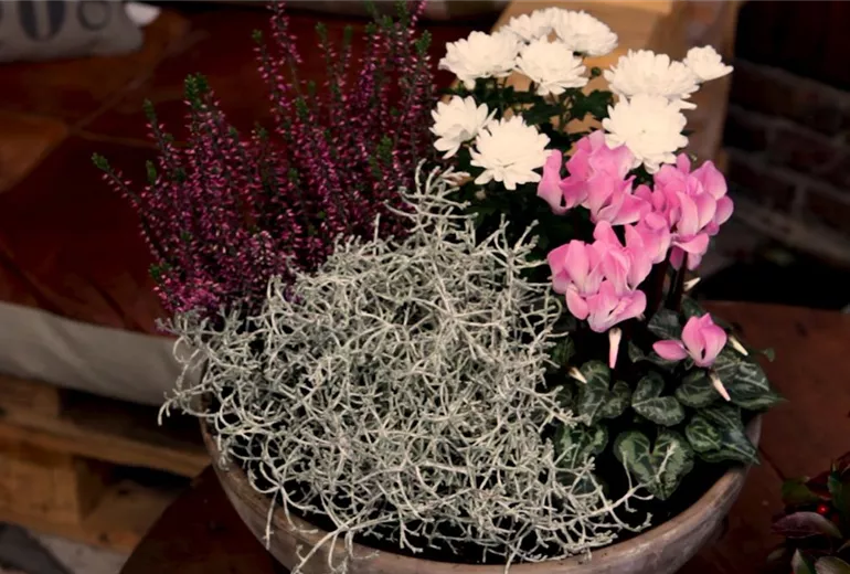 Blumenkübel - Herbstlich - Alle Pflanzen Blumenkübel - Herbstlich - Alle Pflanzen