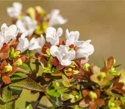 Abelia grandiflora